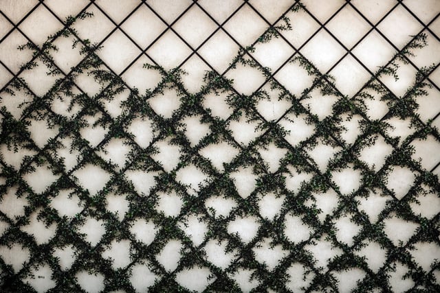 lattice-photo